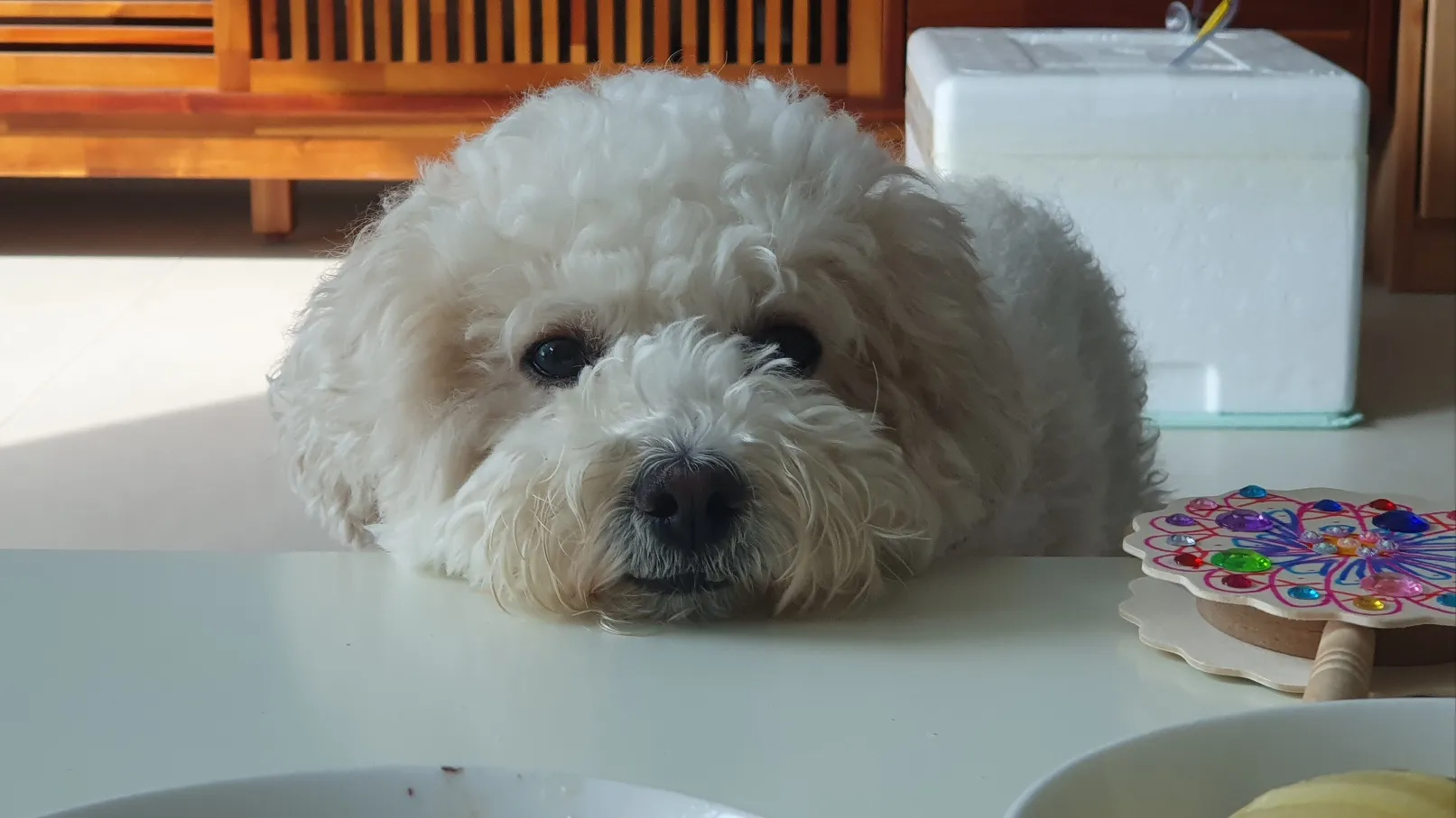 똘똘이 강아지