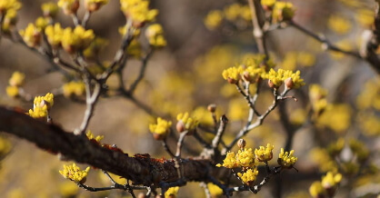 2025 구례 산수유꽃축제 