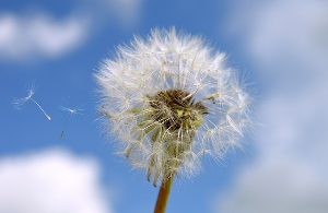 꽃가루 알레르기