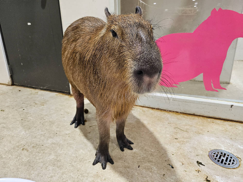 アニタッチ アクアシティお台場_11