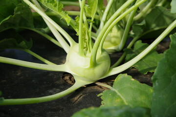 콜라비 효능&amp;#44; 양배추와 순무가 합쳐진 채소라고 알려져 있습니다. 