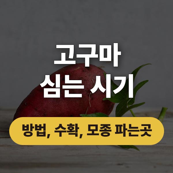 고구마 심는 시기