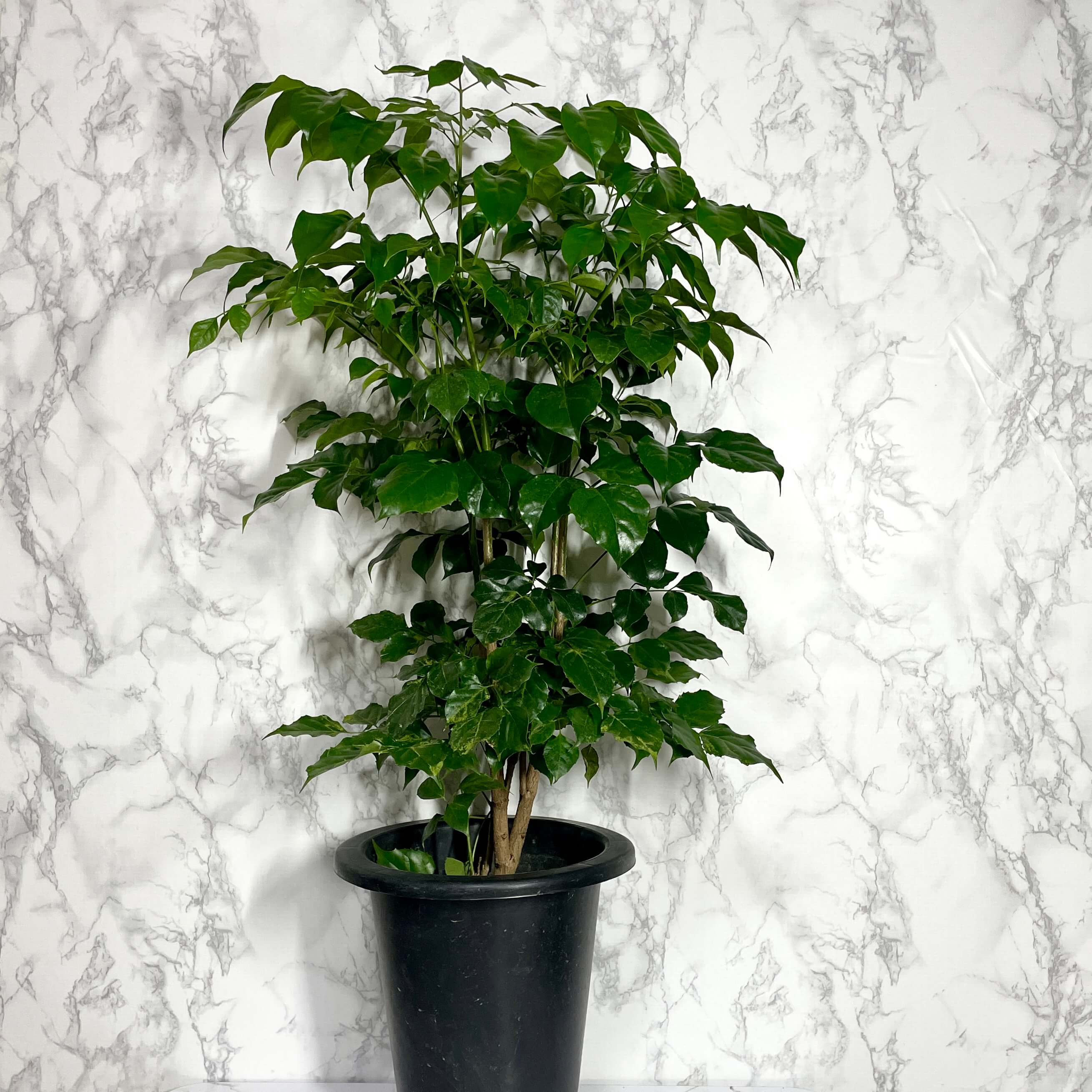 녹보수 키우는법