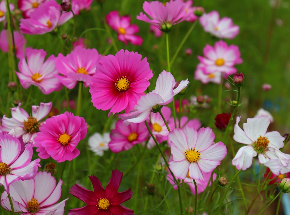 2025년 구리 코스모스축제, 언제 어디서 열리나요?