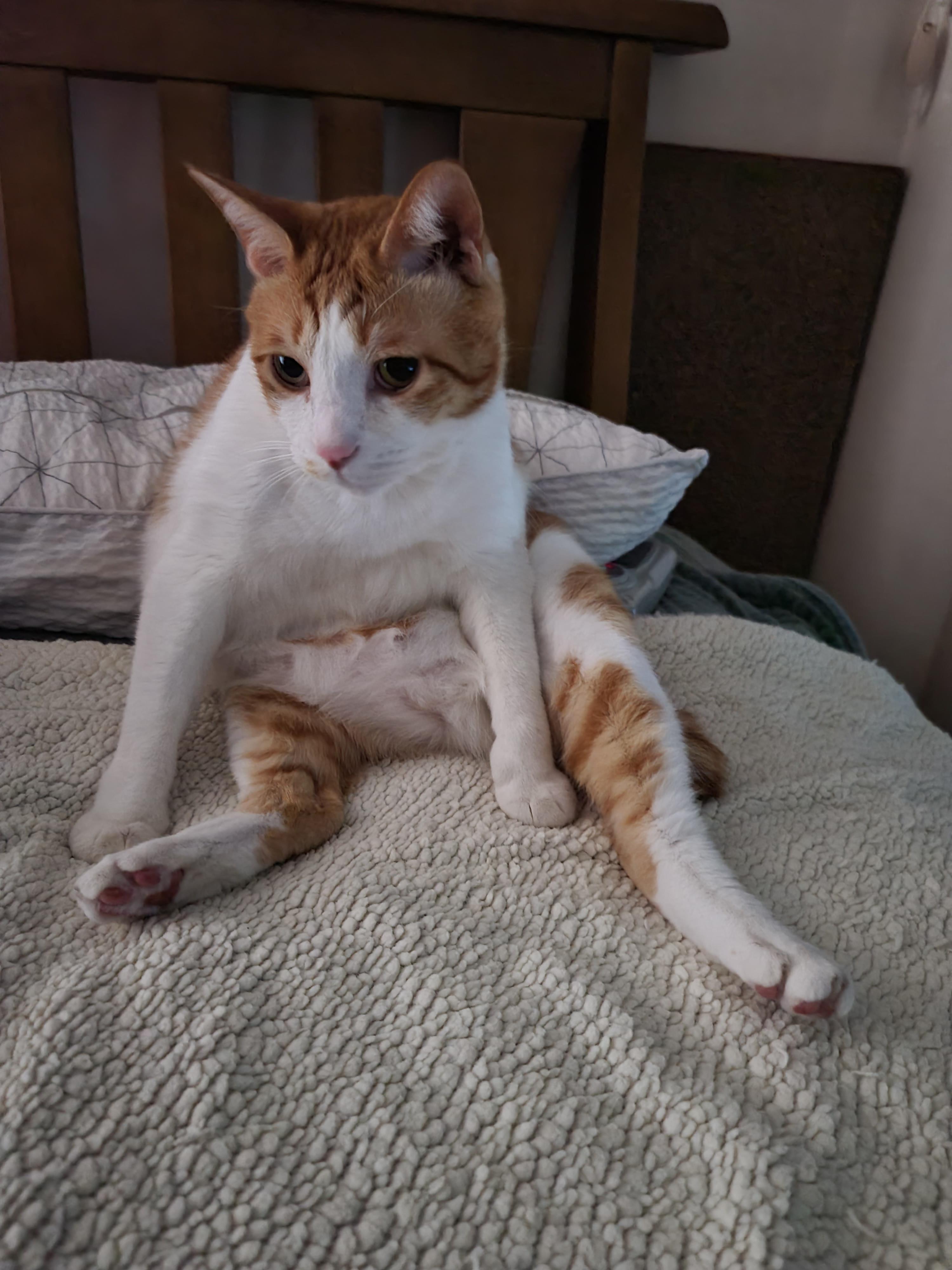 막둥이의 여러가지 포즈들