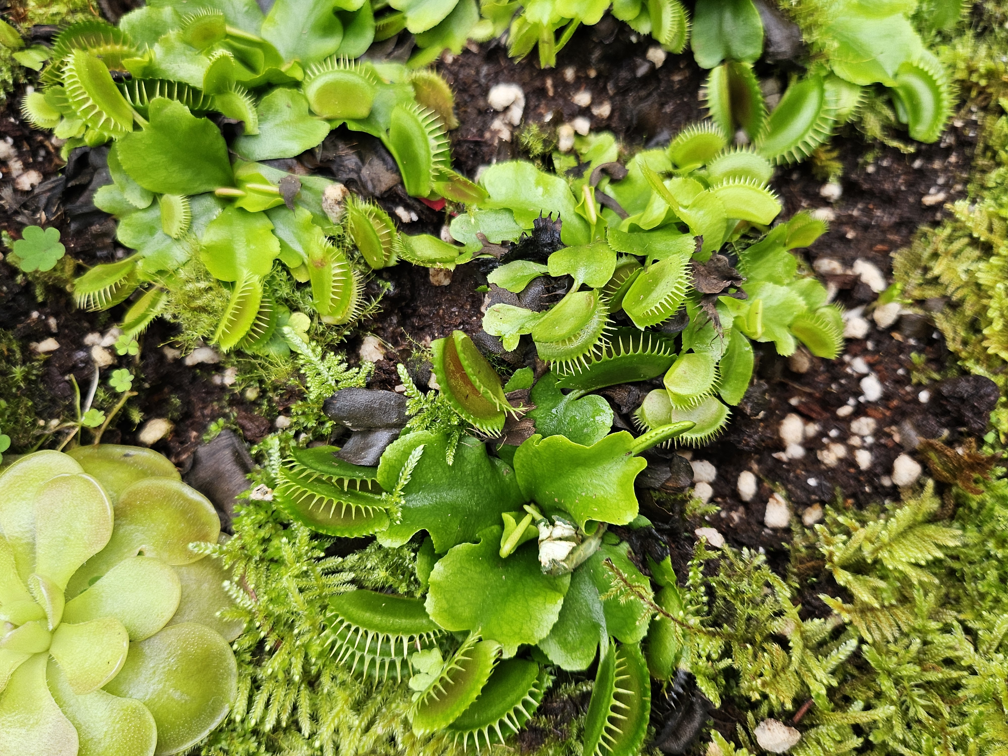 겨울 실내 아이와 가볼만한곳 부천호수공원 식물원 수피아