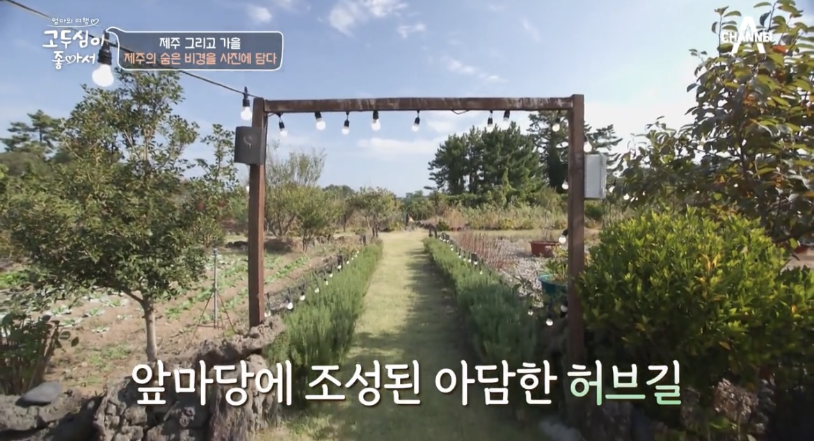 고두심이좋아서올레산야초허브길