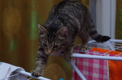 발판이 나쁜 곳을 걷는 고양이.