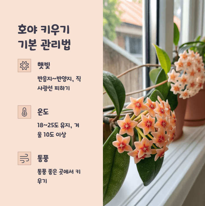 호야 키우기