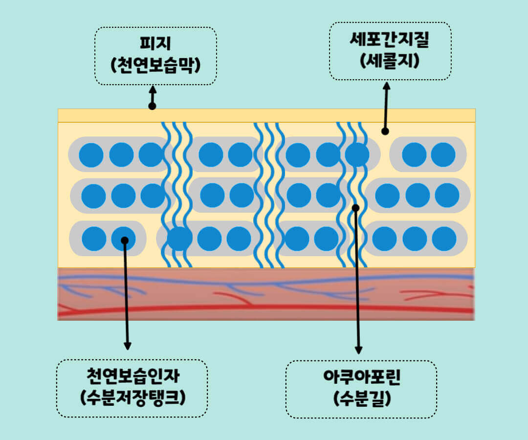 겨울철 보습 크림 필수 성분
