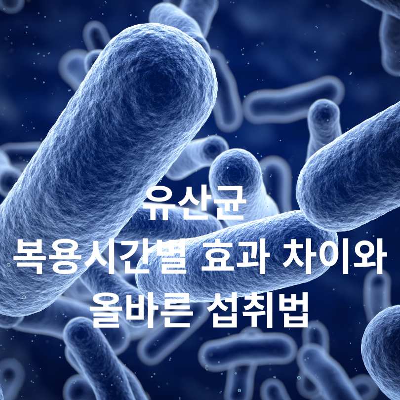 유산균 복용시간별 효과 차이와 올바른 섭취법