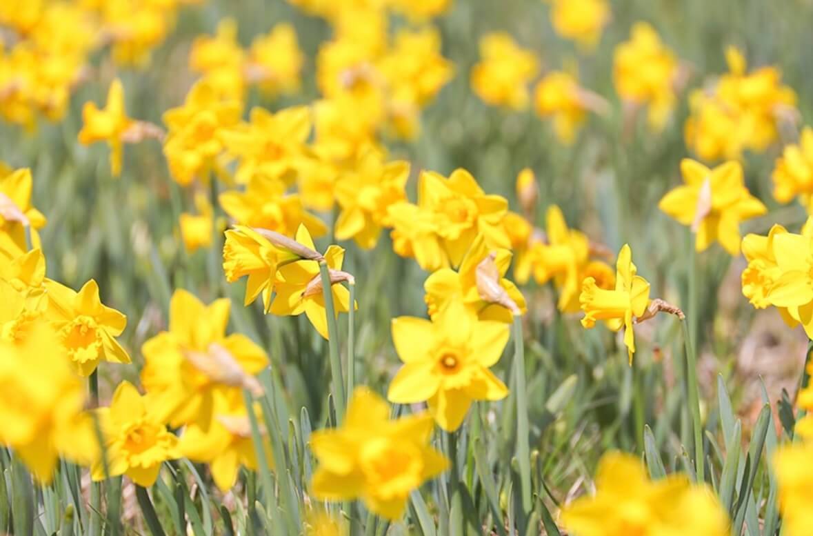 신안 선도 수선화 축제