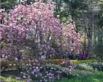 천리포수목원 목련 축제_33