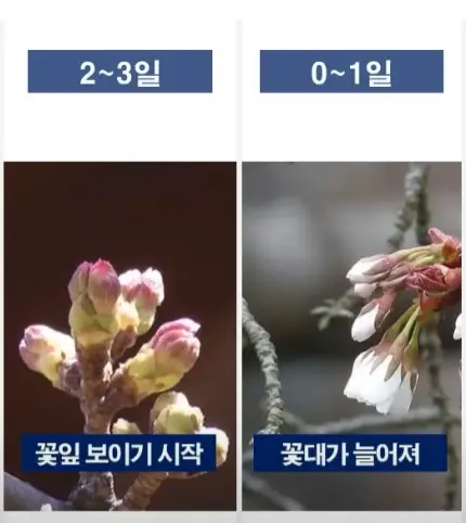 벗꽃-꽃망울-관찰