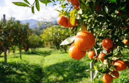 코로나에 좋은 음식