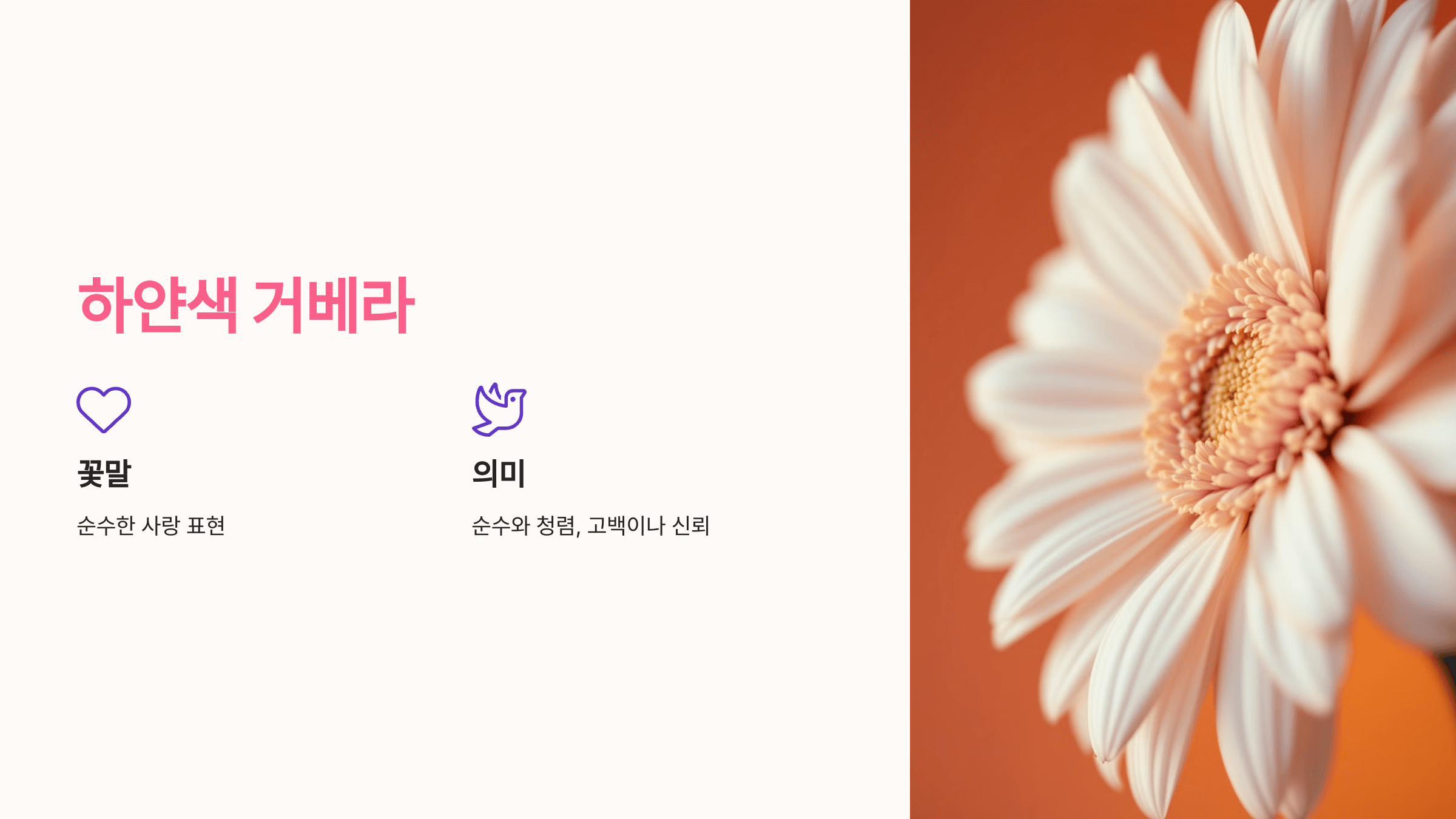 거베라 사진입니다.