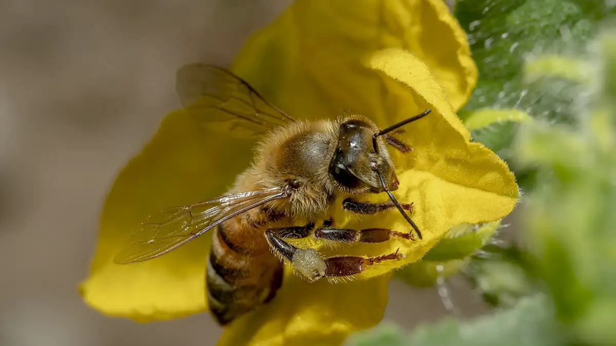 해외에서는 벌써 시작된 도시 양봉 교육
