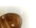 먼지다듬이 벌레