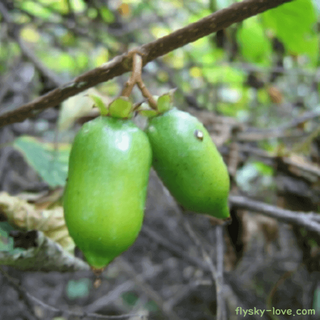 통풍에 효과적인 개다래