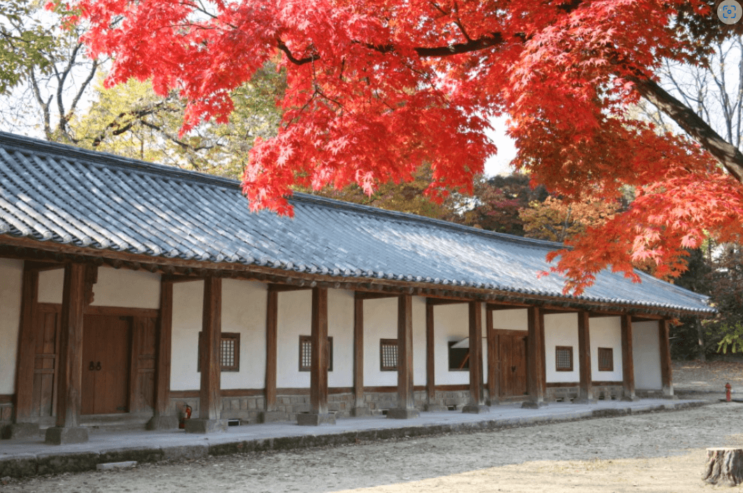 단풍나무 물든 성균관 단풍나무