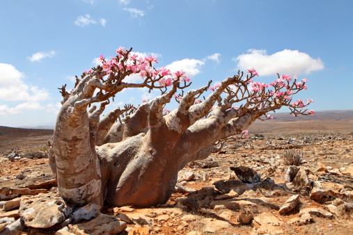 바오밥나무와 꽃