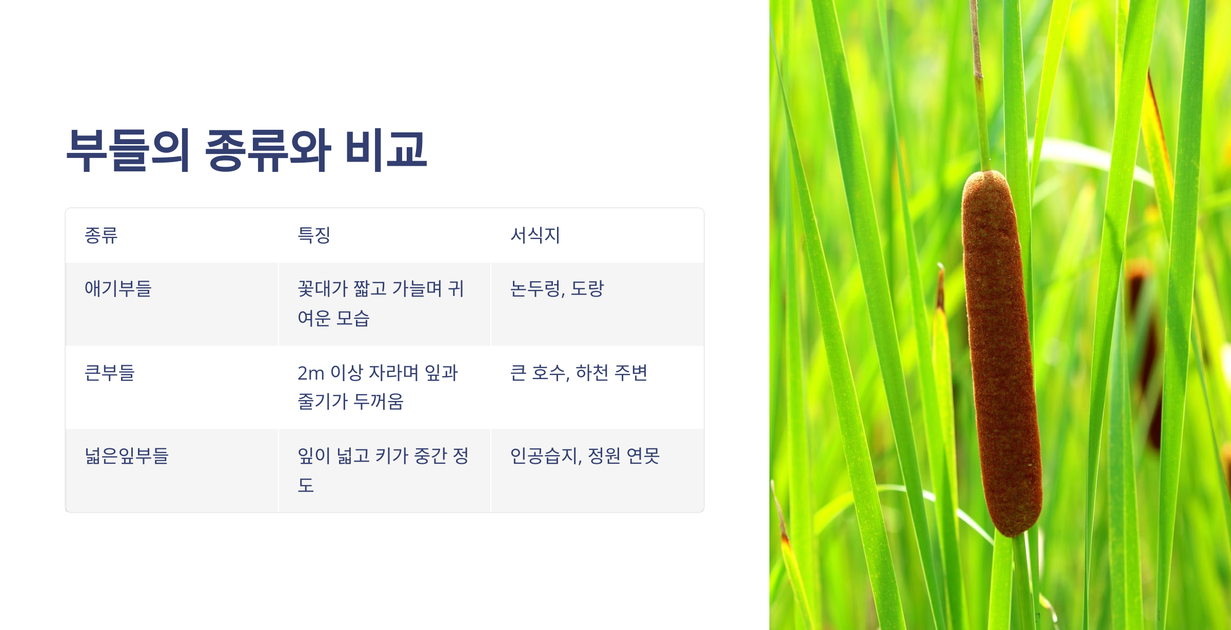 부들
