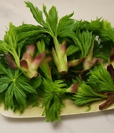 엄나무 효능 부작용