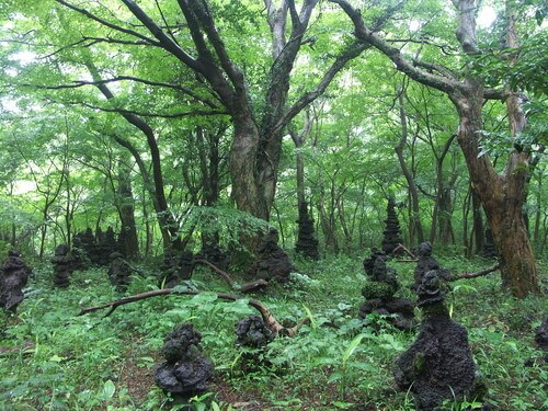 제주도 비자림 숲