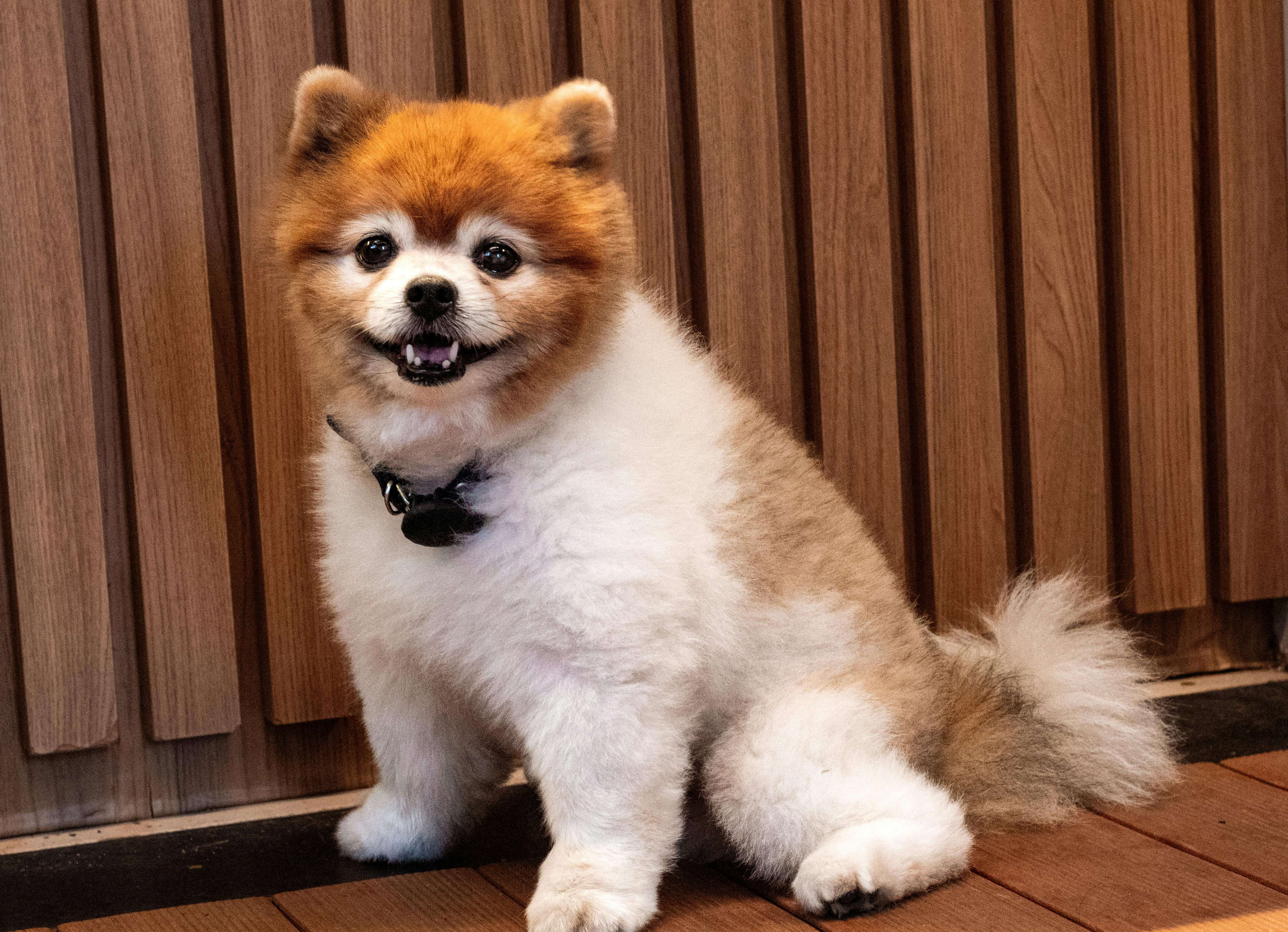 겨울철 강아지 제철과일 및 채소 주면 안되는 과일 주의사항