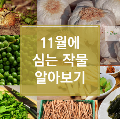 11월에 심는 작물 썸네일