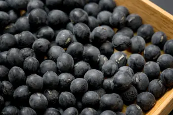 검은콩 효능 및 영양소&amp;#44; 가격