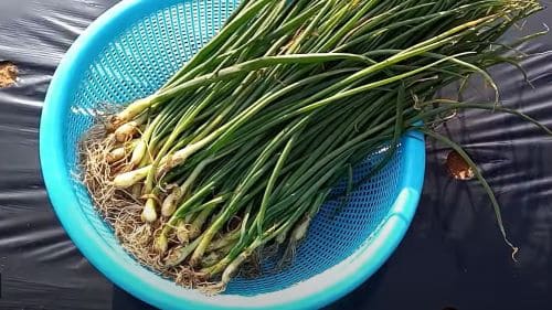 양파-재배법-모종심기-재배시기-파종시기-모종-심는시기-정식시기