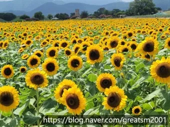 해바라기길 산책 시간 그늘 벤치 위치 휴식 포인트_2