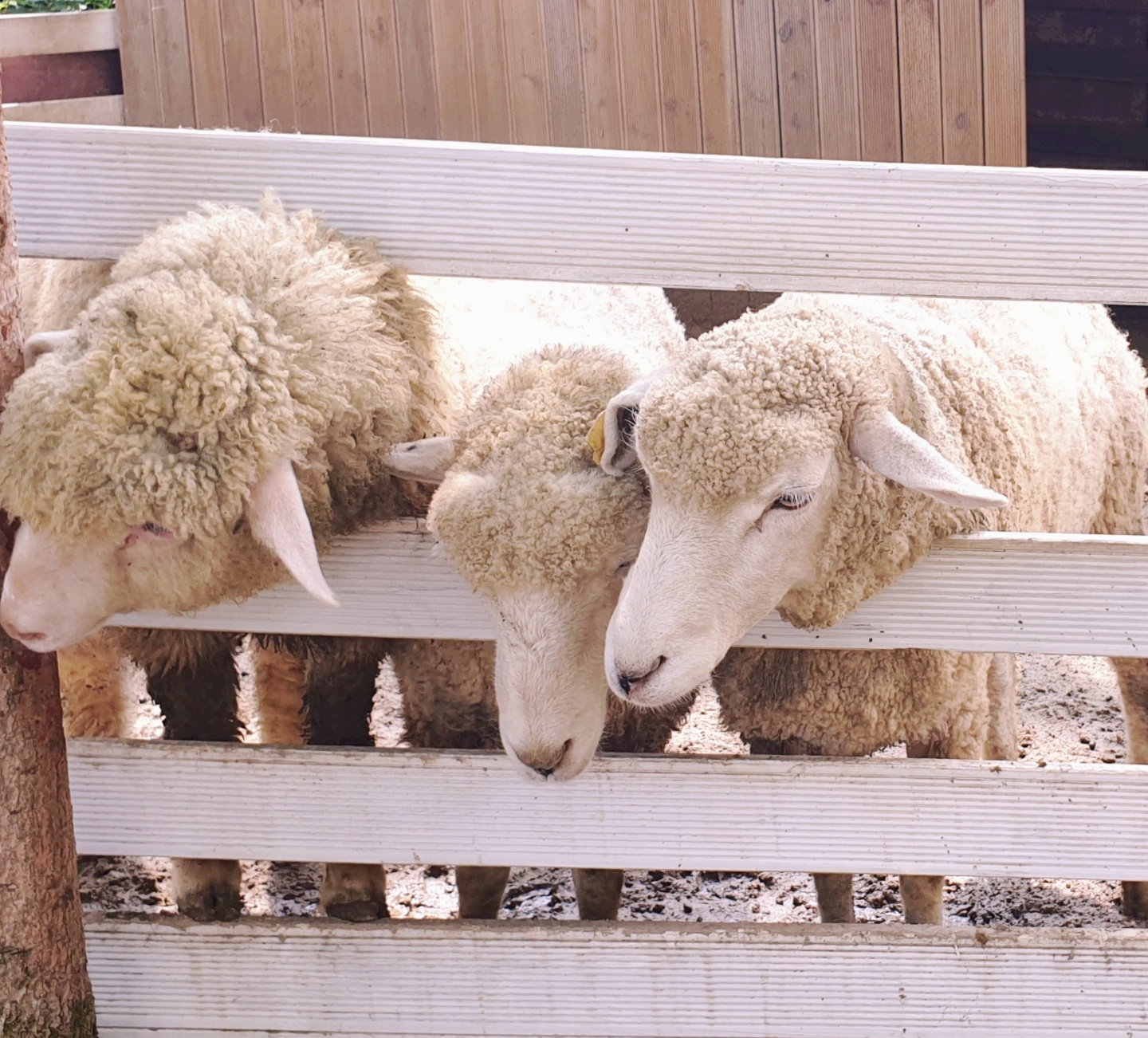 강원도평창가볼만한곳 6