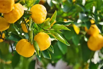 유자 가격 및 효능, 영양성분