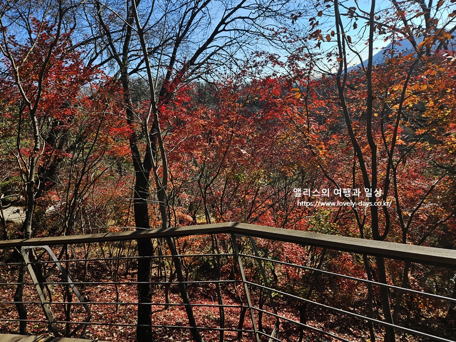 2025 화담숲 마지막 가을 단풍 화담채 분재 즐기기