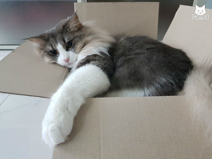 고양이 신체능력의 장단점