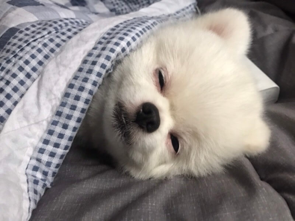 포메라니안_꾸마