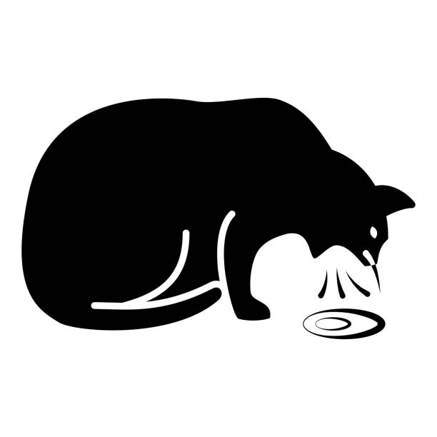 고양이 구토의 주요 원인