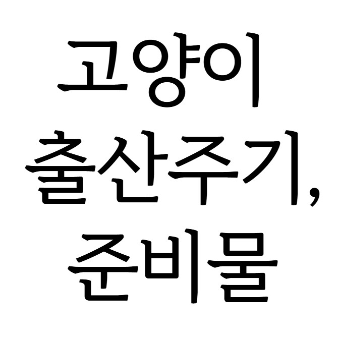 고양이 출산주기와 필수 준비물 총정리