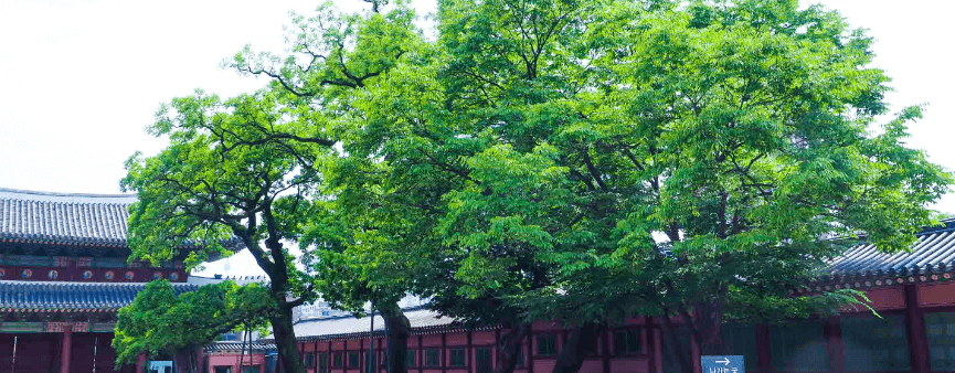 창덕궁후원예약방법 및 무료관람 방법