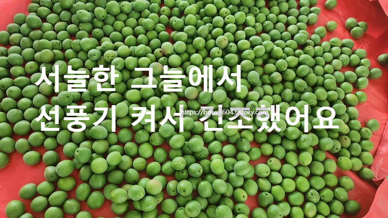 매실건조하기