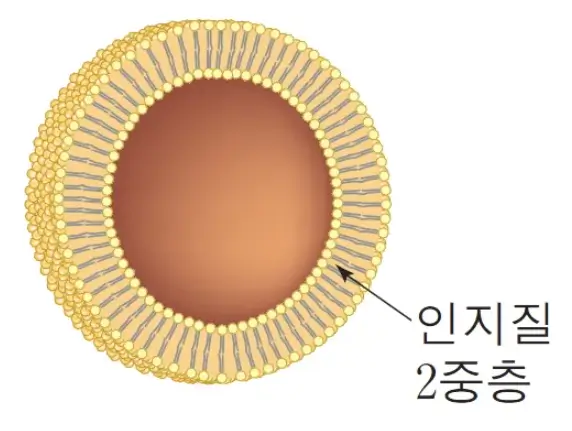 리포솜