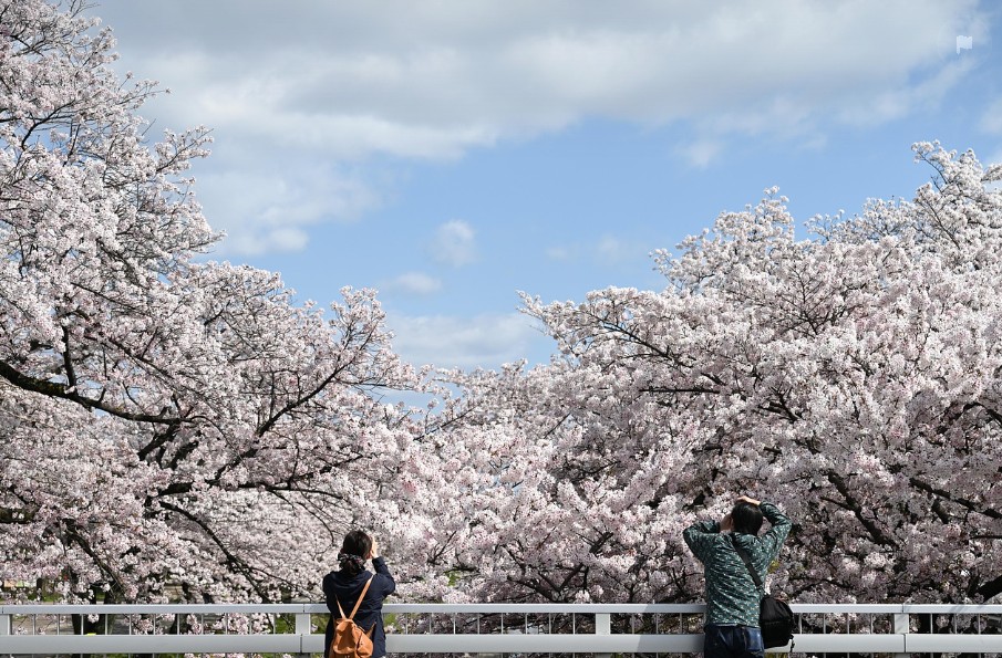 2025년 서울 벚꽃 축제 일정과 여행 추천지에 관한 사진