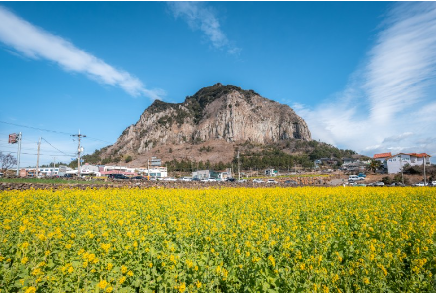 유채꽃 개화시기.유채꽃 명소.2023년안내