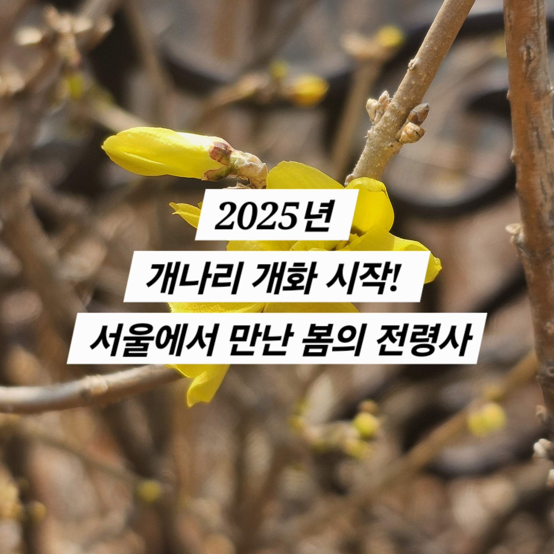 2025년 개나리 개화 시작! 서울에서 만난 봄의 전령사