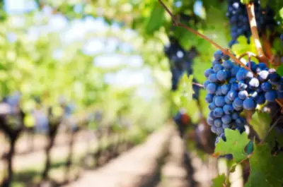 암-예방-포도주스-효능