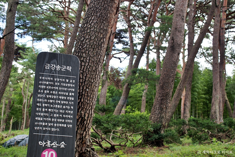 아홉산숲_금강송