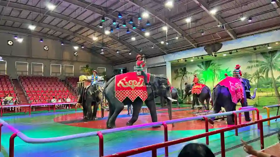 점보빌리지 공연 사진 첫번째 사진 입니다. 공연시작할 때 코끼리들이 나와서 관객들에게 인사를 해줍니다.