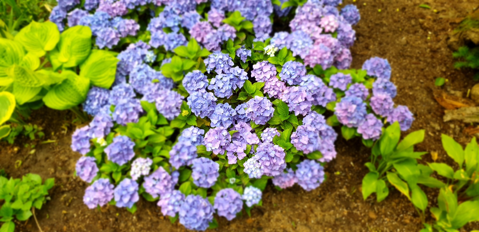 2026 벚꽃 개화시기 언제? 전국 명소 완벽 정리